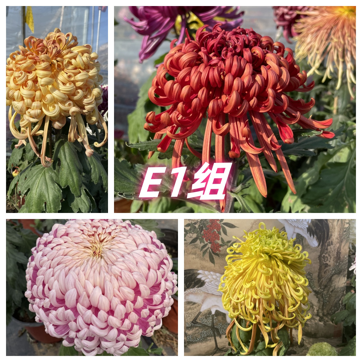 E1组  种苗56种大菊品种选择南村菊园 大花大菊苗 菊花苗 包对版 