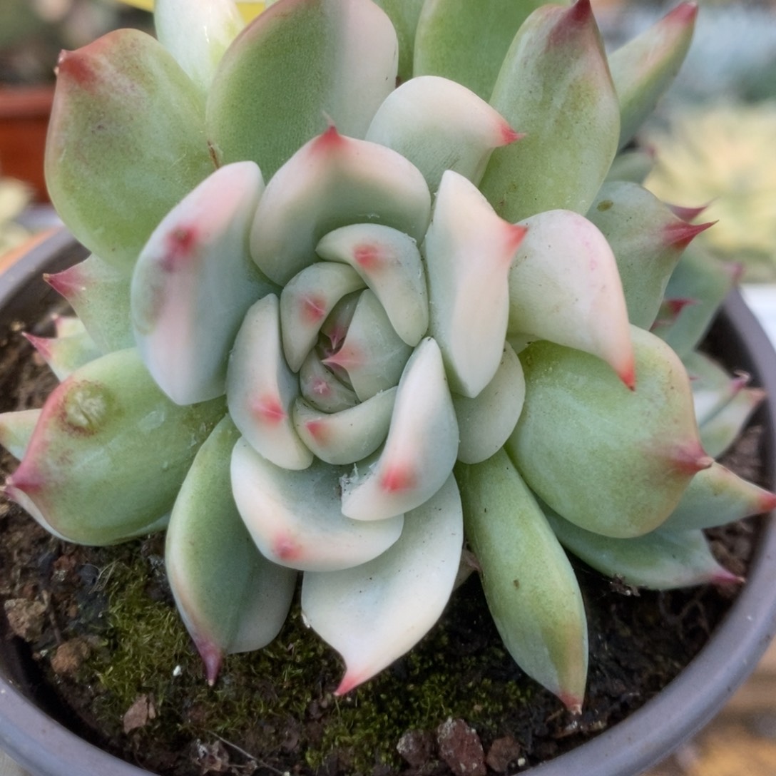 334锦锦锦锦锦锦锦