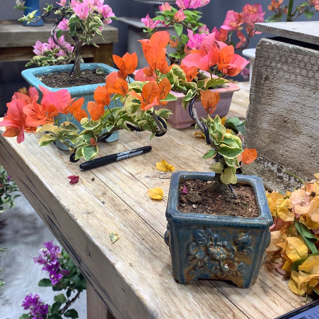 无花朵原盆yuantu发