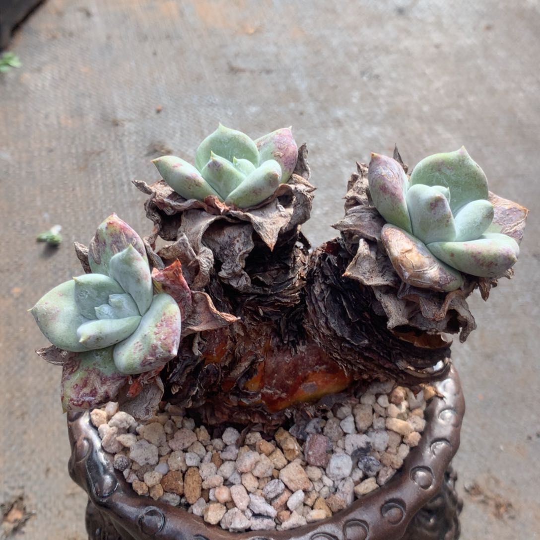 南***狗个体，2月8日发货多肉