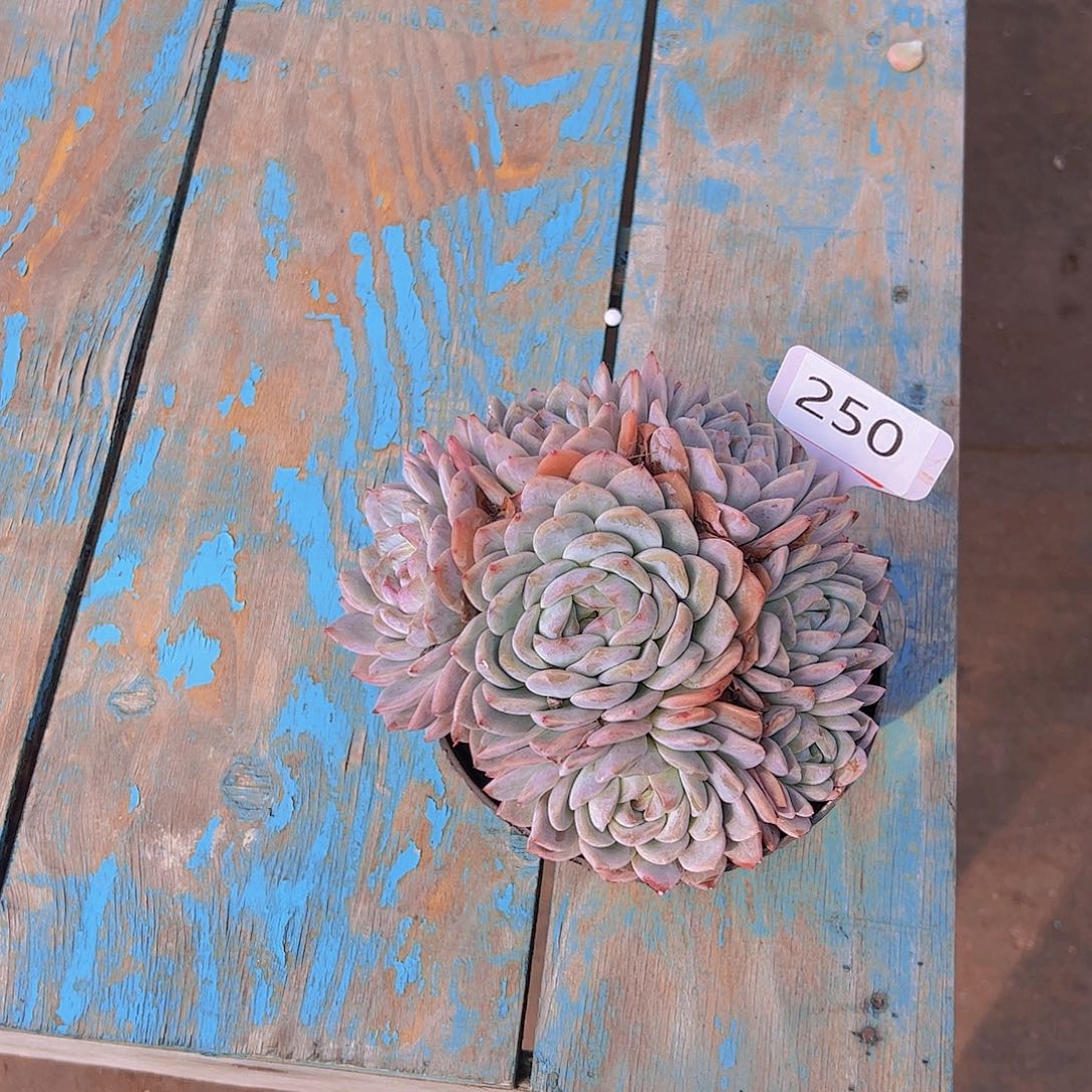 青****诺250橙子20。。。。。。