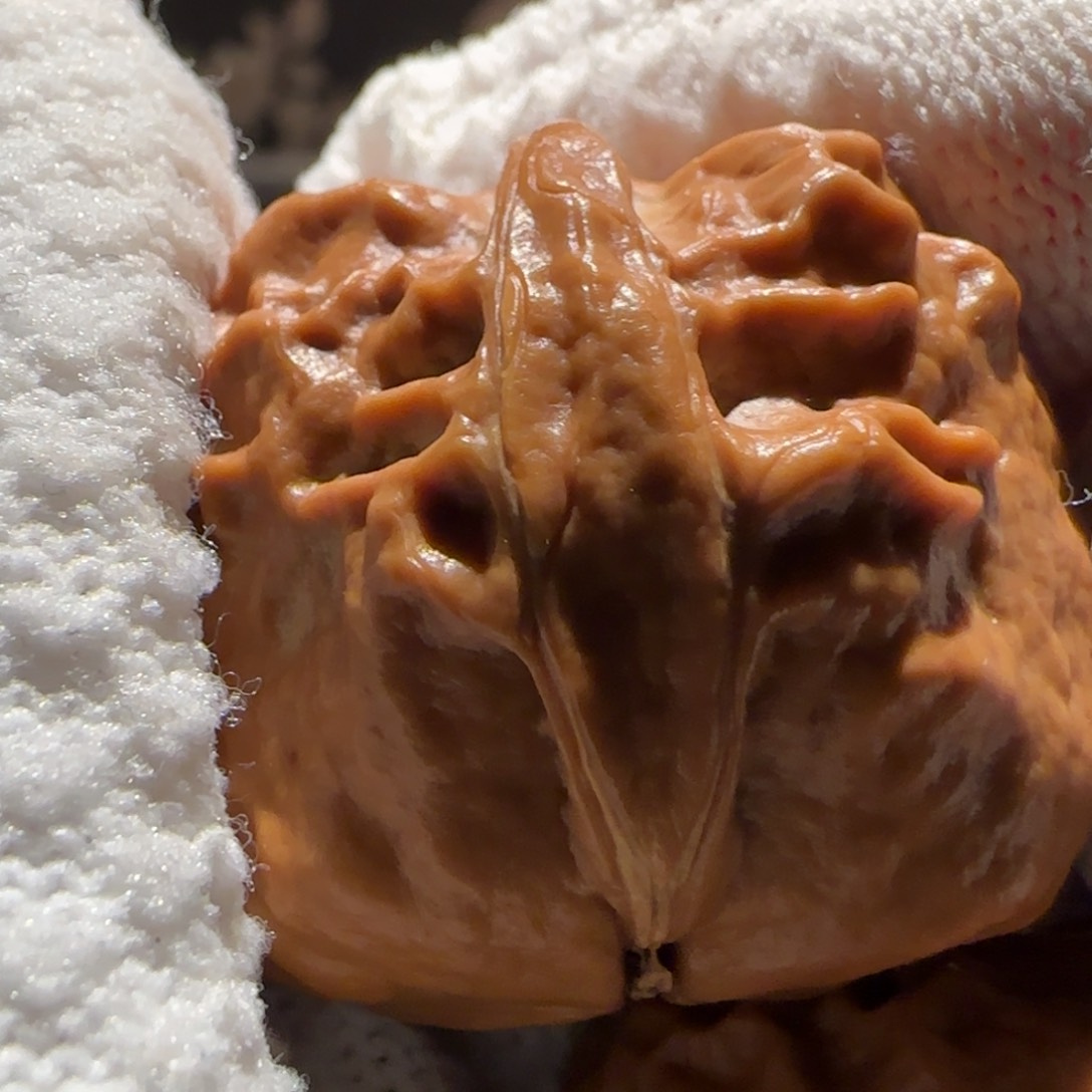 把件文玩核桃战*?甲壳虫