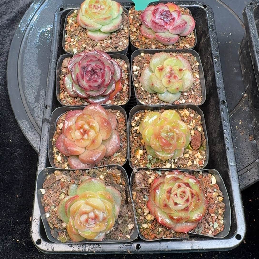 从前慢多肉精选编号1213.256