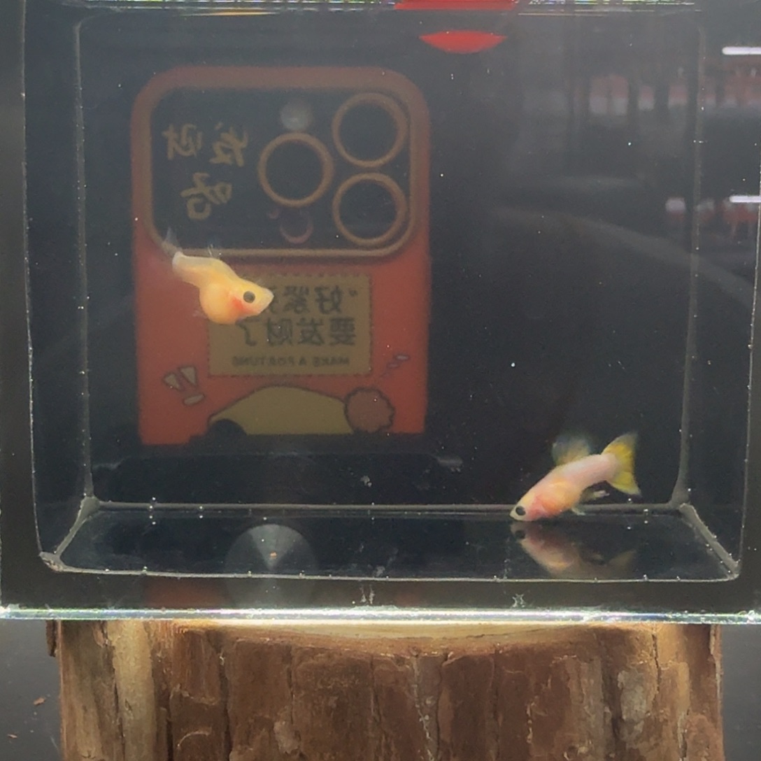 孔雀鱼玻璃猫孔雀鱼6