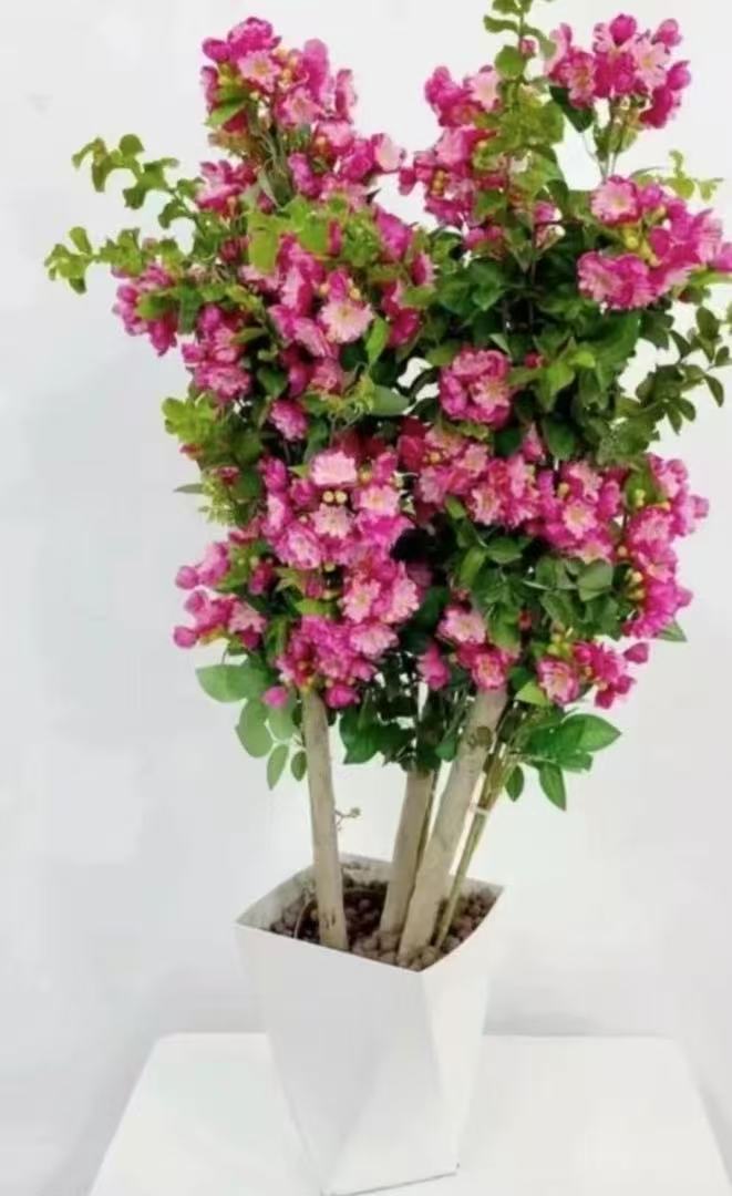 【送白色盆】紫薇花盆栽带花苞发货耐热耐寒适合阳台庭院种植