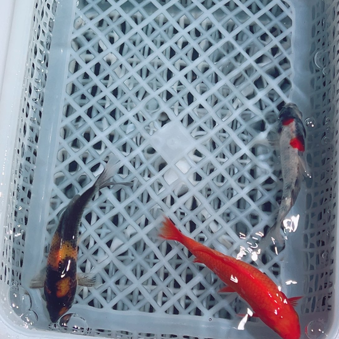 锦鲤锦鲤观赏鱼1111