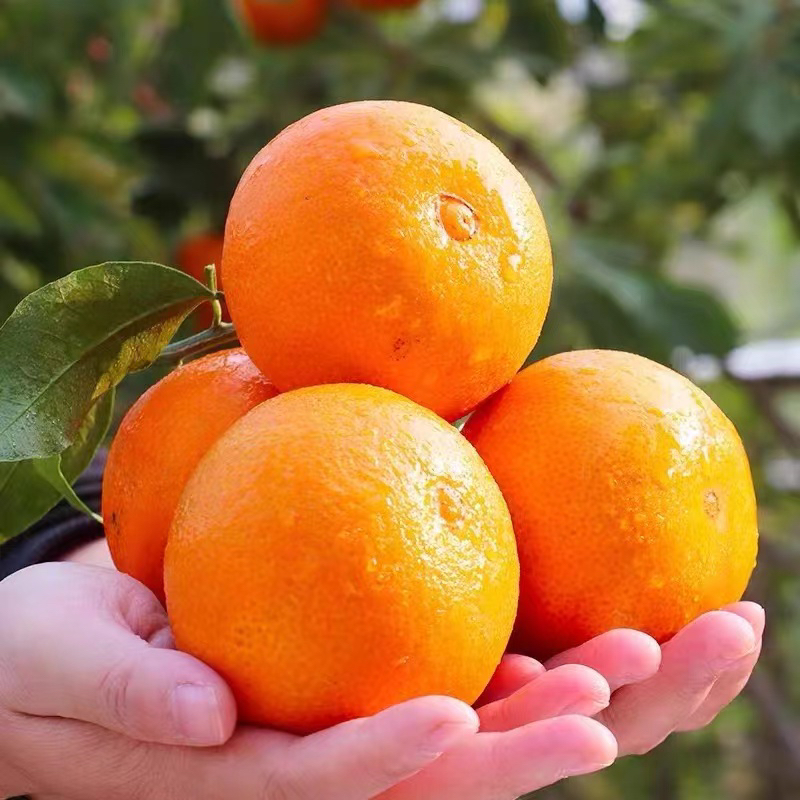 四川爱媛38号果冻橙新鲜现摘应季水果无籽无渣中果