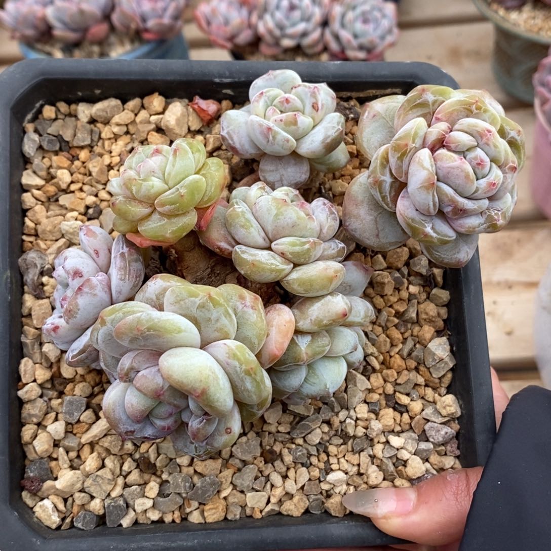七头短肥圆大肥包子