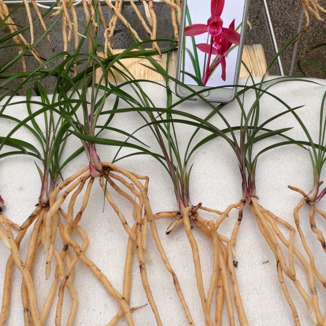 完全开放12346712