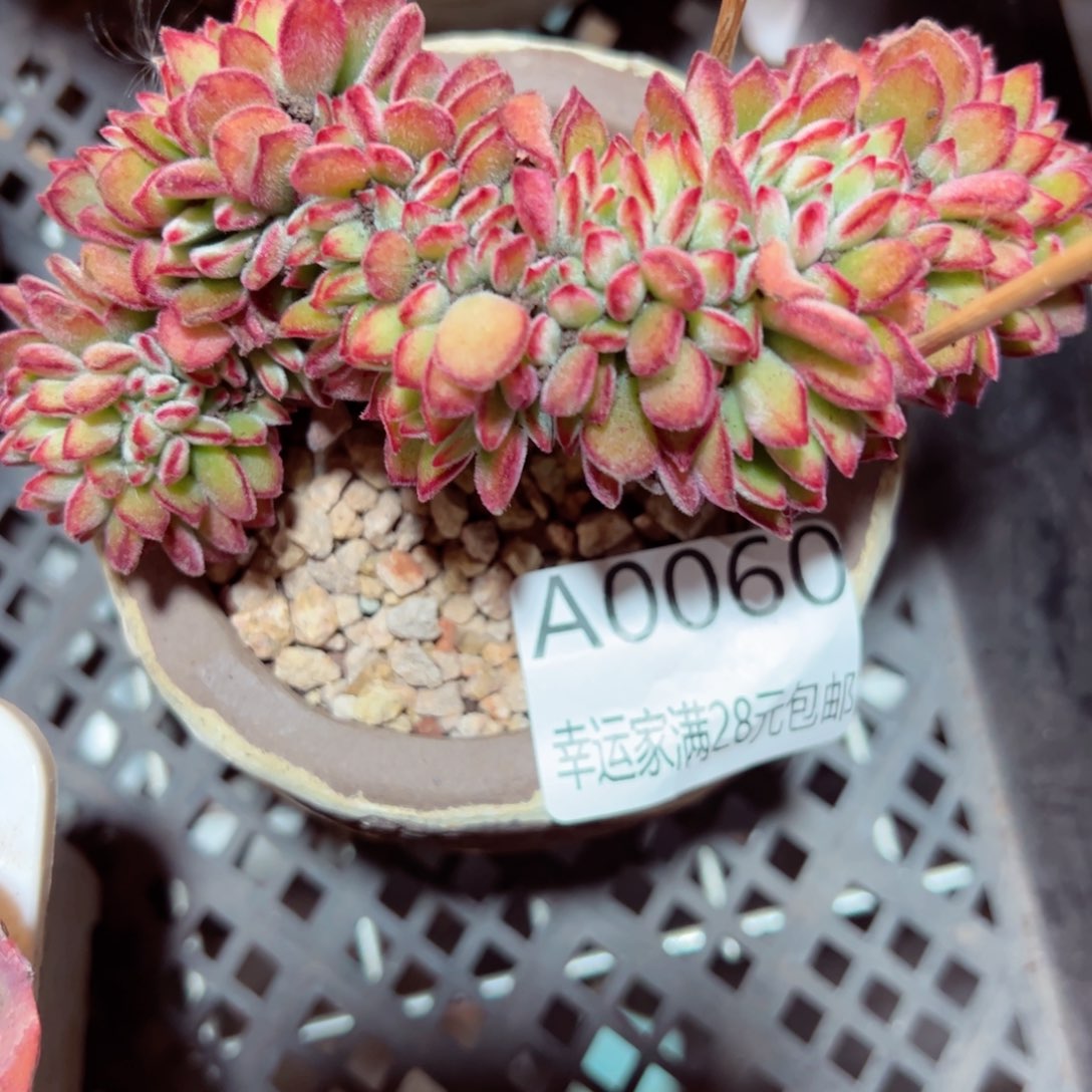 幸运的是你自己也不