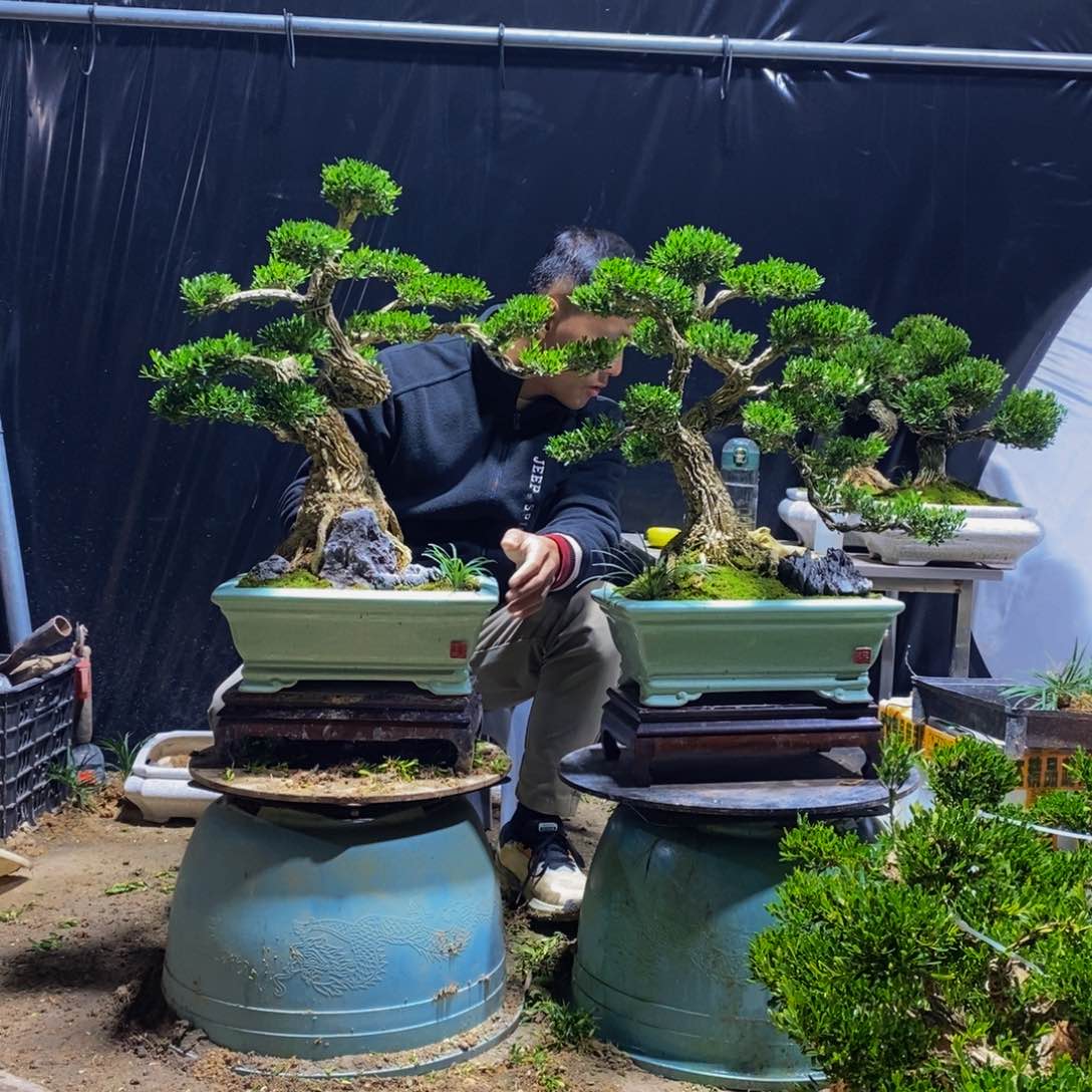 绿植黄杨盆景雀舌软枝