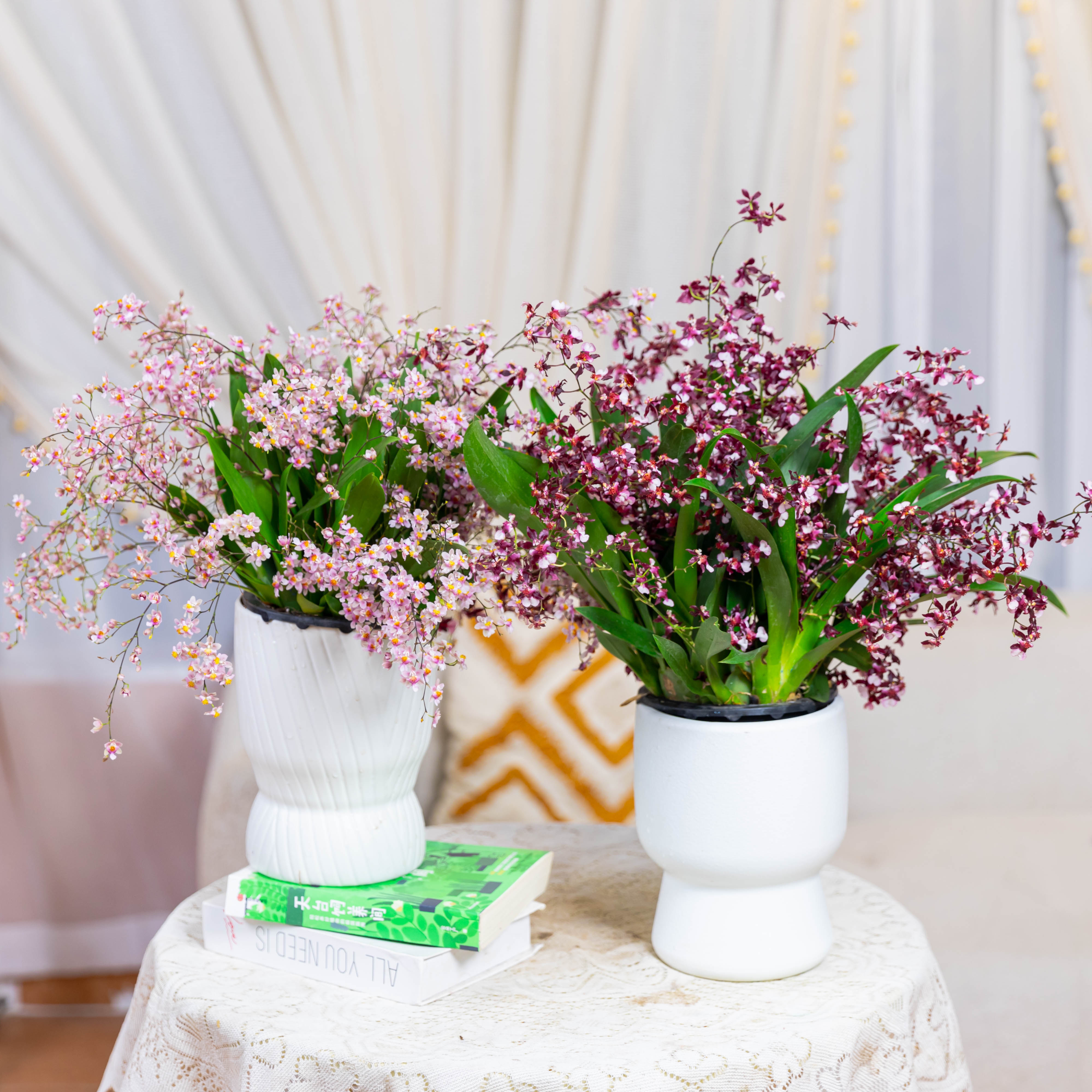 【京东快递】7-10支花剑香水梦香兰盆栽精品兰花名贵花卉