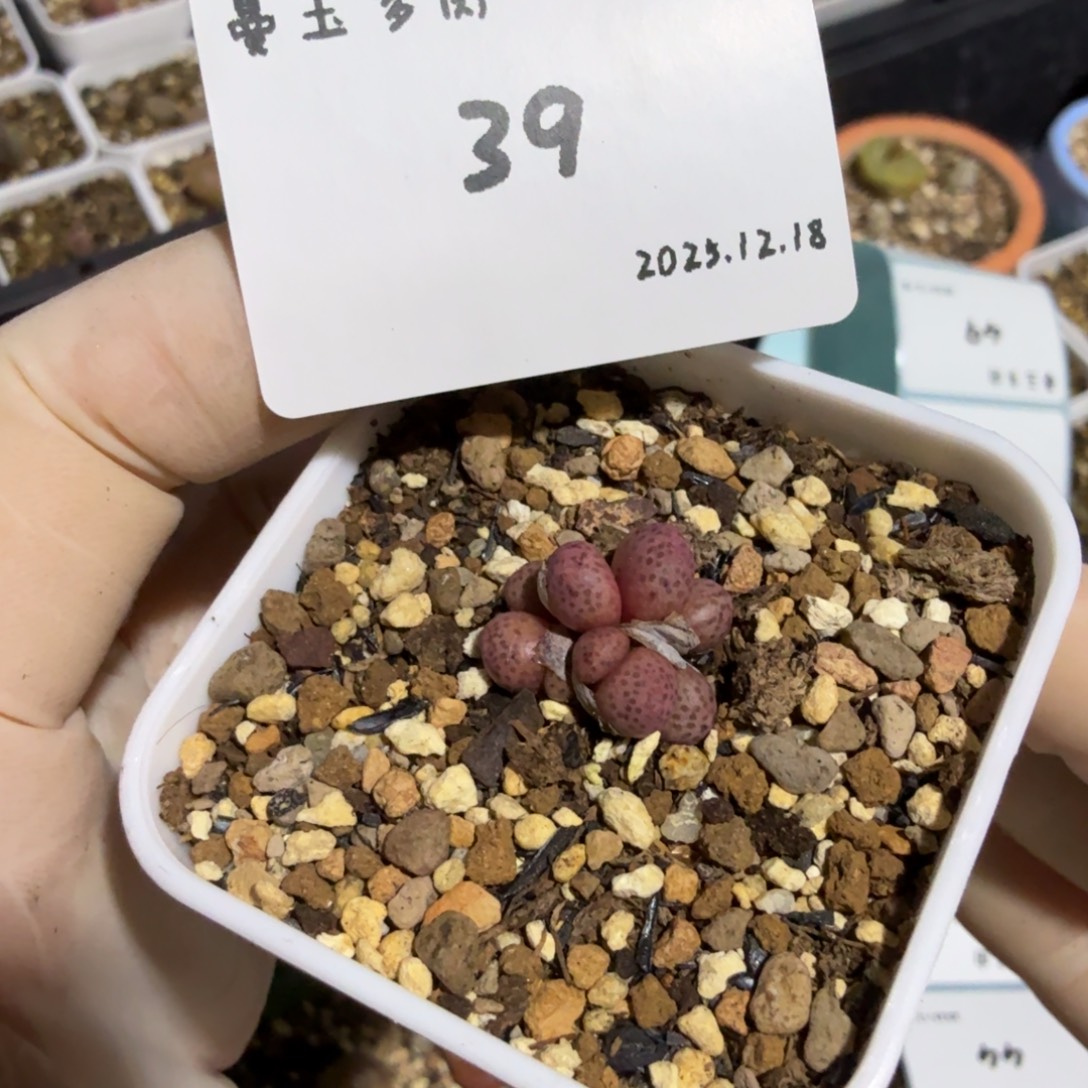 沐***づ多肉多肉多肉12.18-039