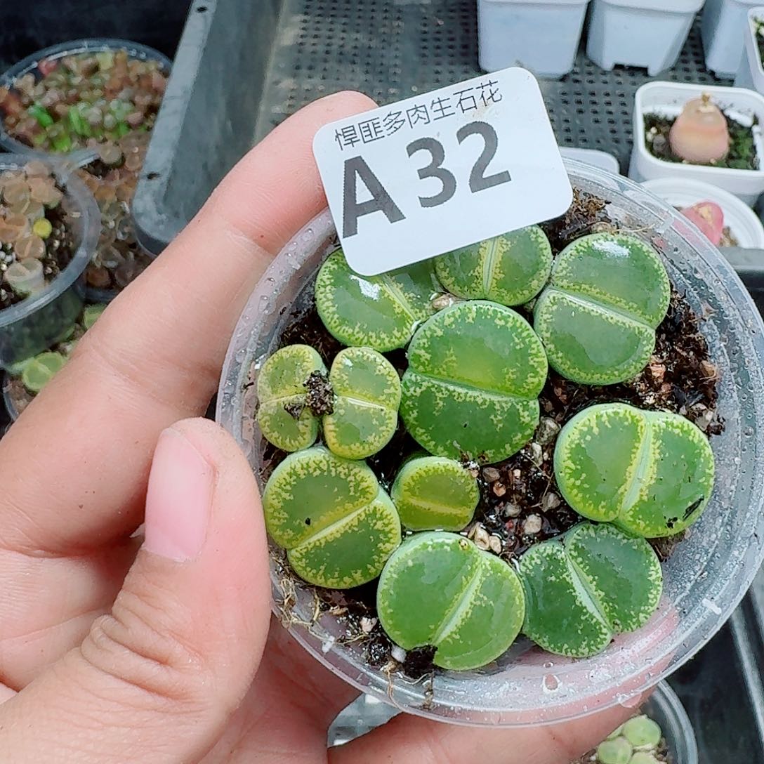 32多肉植物多肉植物