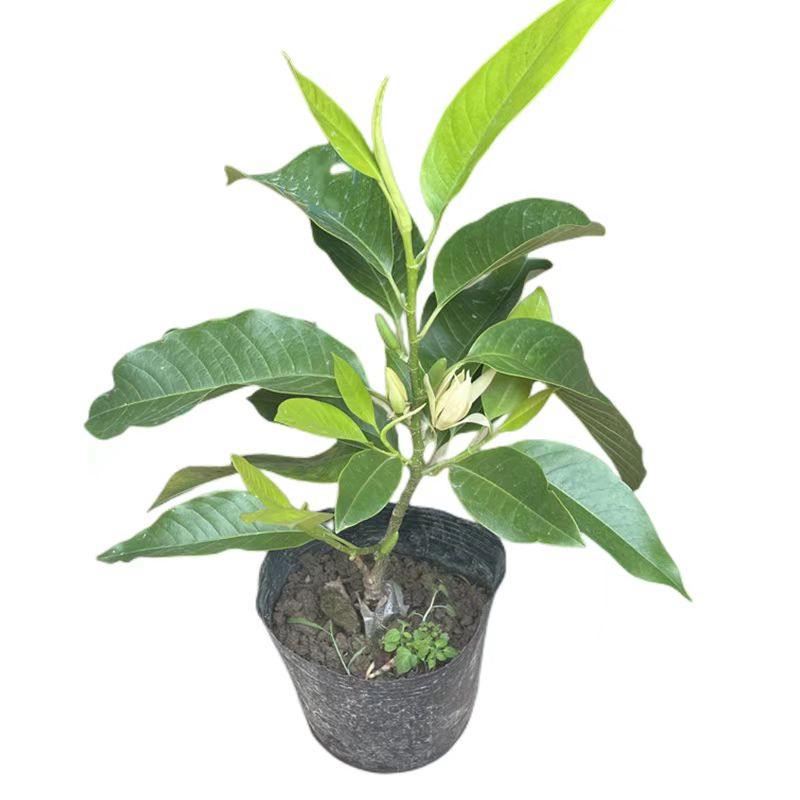 白兰花盆栽白玉兰树苗嫁接黄角兰黄桷兰黄玉兰花苗常绿树苗庭院苗