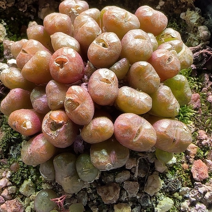 082 开播福利来啦 