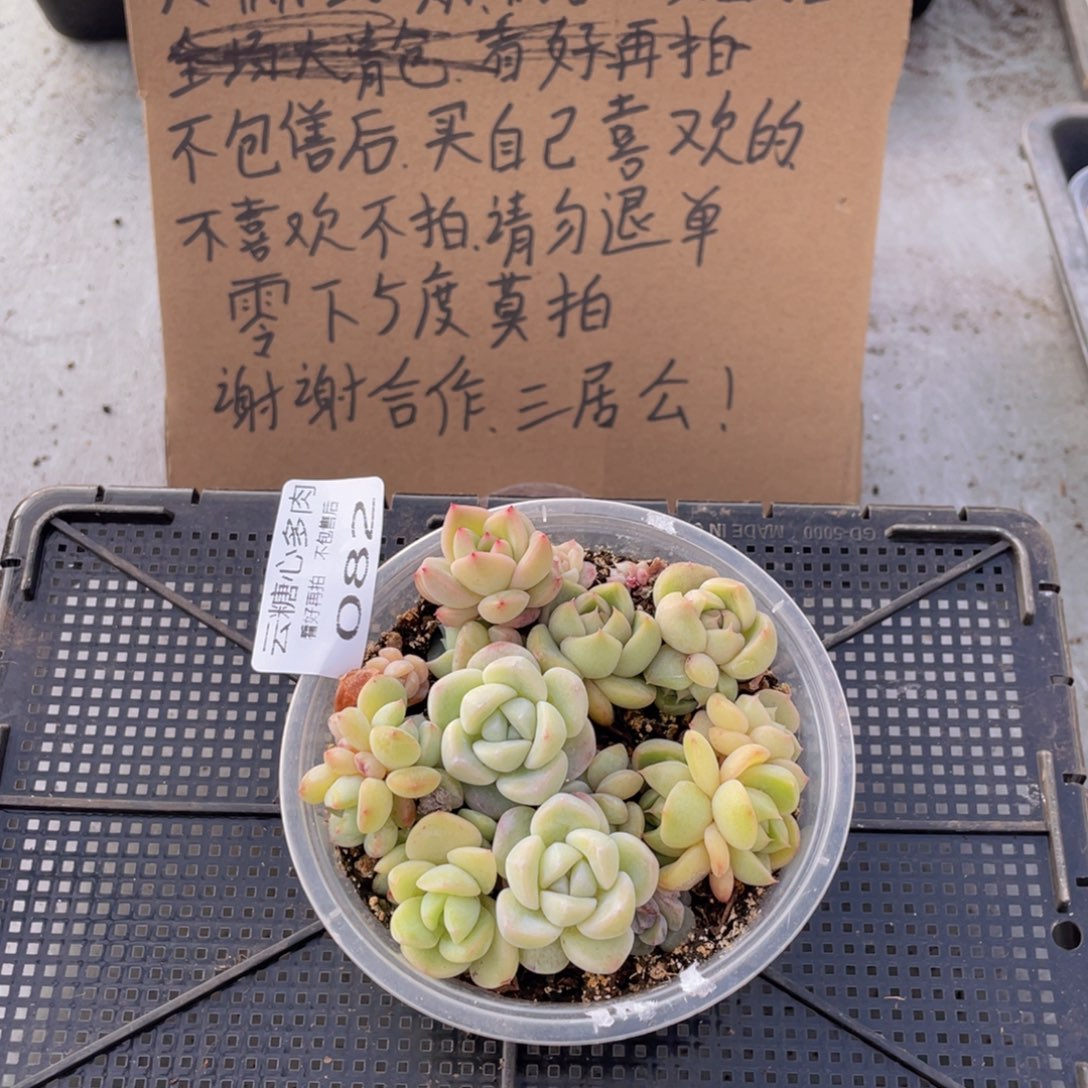 云糖心多肉植物82
