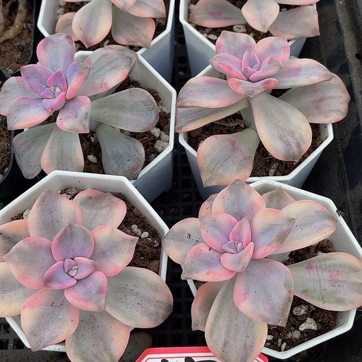 紫乐锦带盆土发家