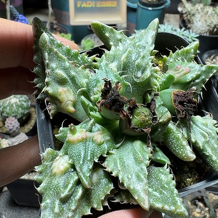 247神乐狮子脱土发货