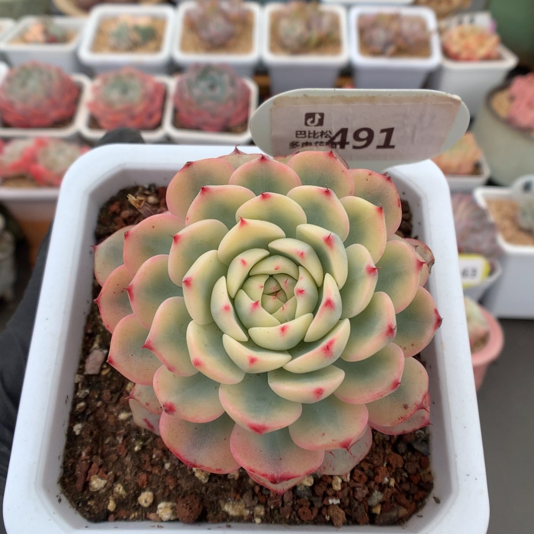 491 单头老桩姬莲锦