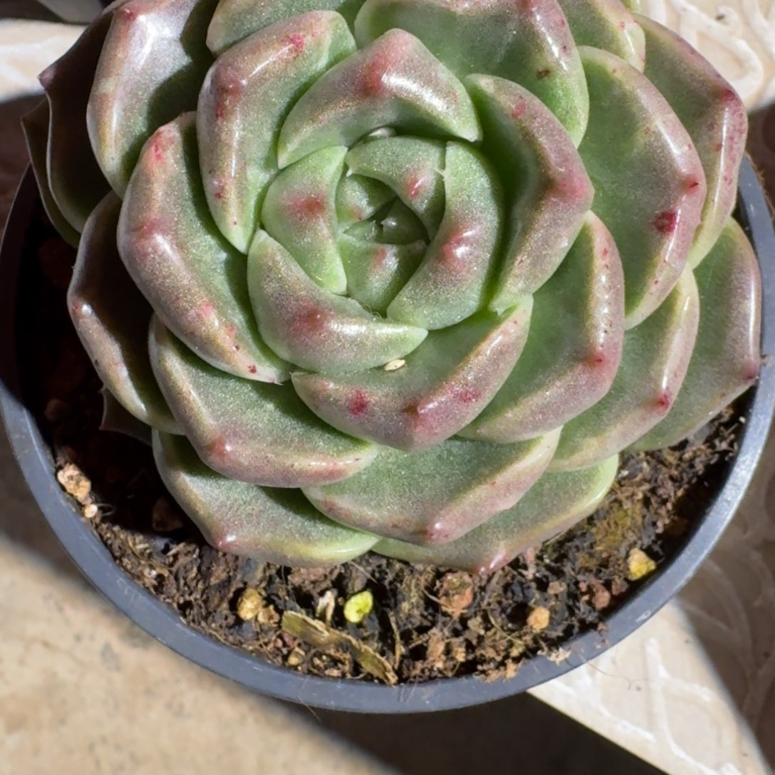 专拍链接多肉精品