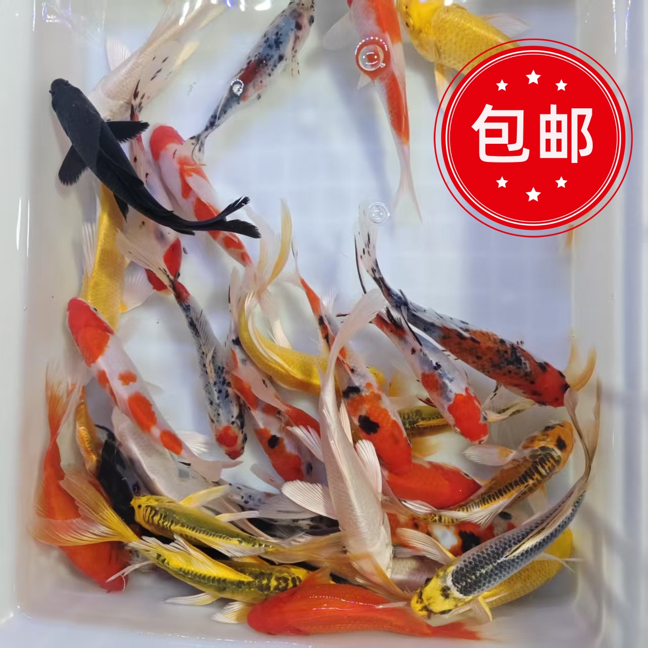 12公分--15公分 锦鲤观赏鱼混搭草金随机混搭冷水鱼包邮包运损