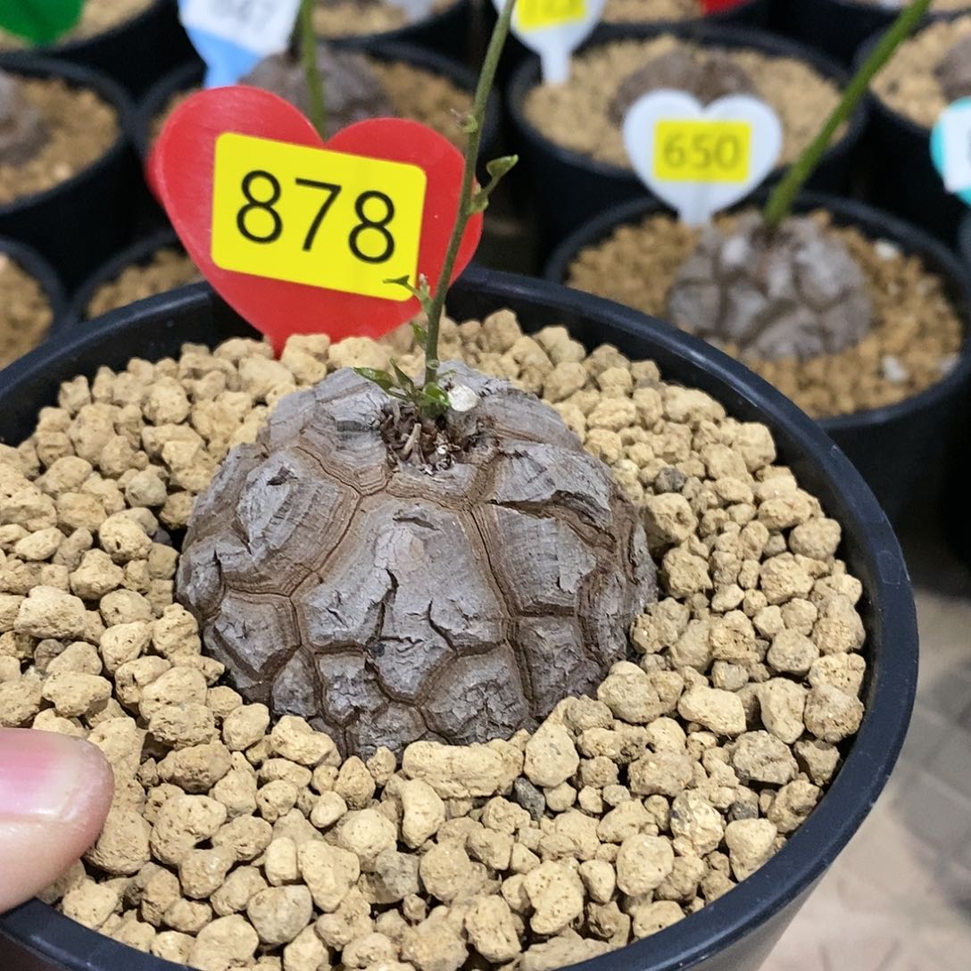 南非龟甲龙龟甲龙