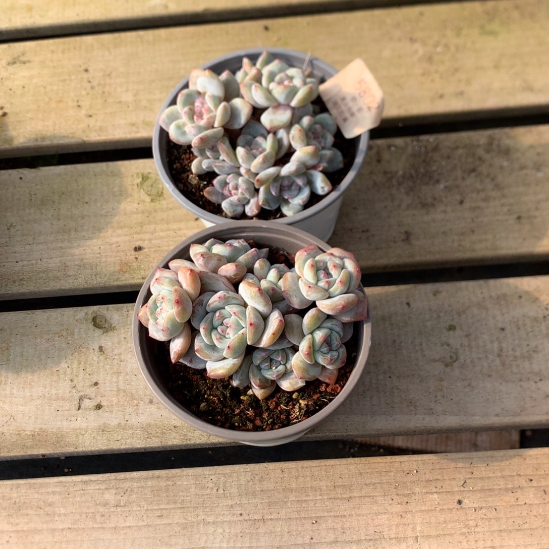 铃***铛10.5厘米石榴籽有砍 两颗 特价 5802