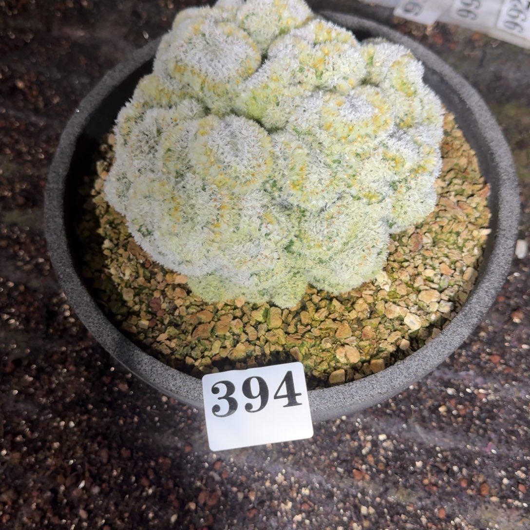 嘉文丸缀化多肉植物