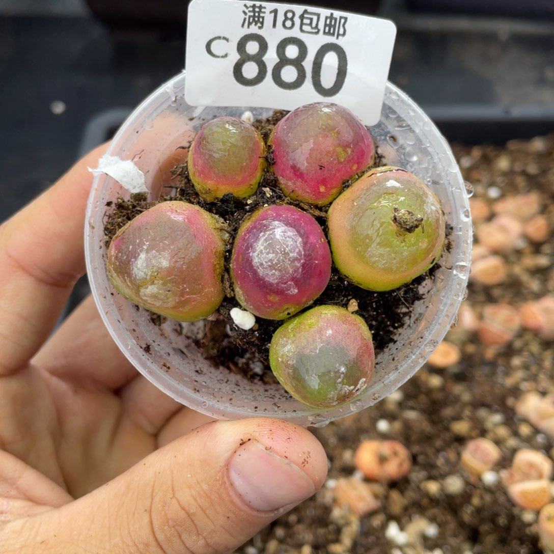 红陶000000000000880