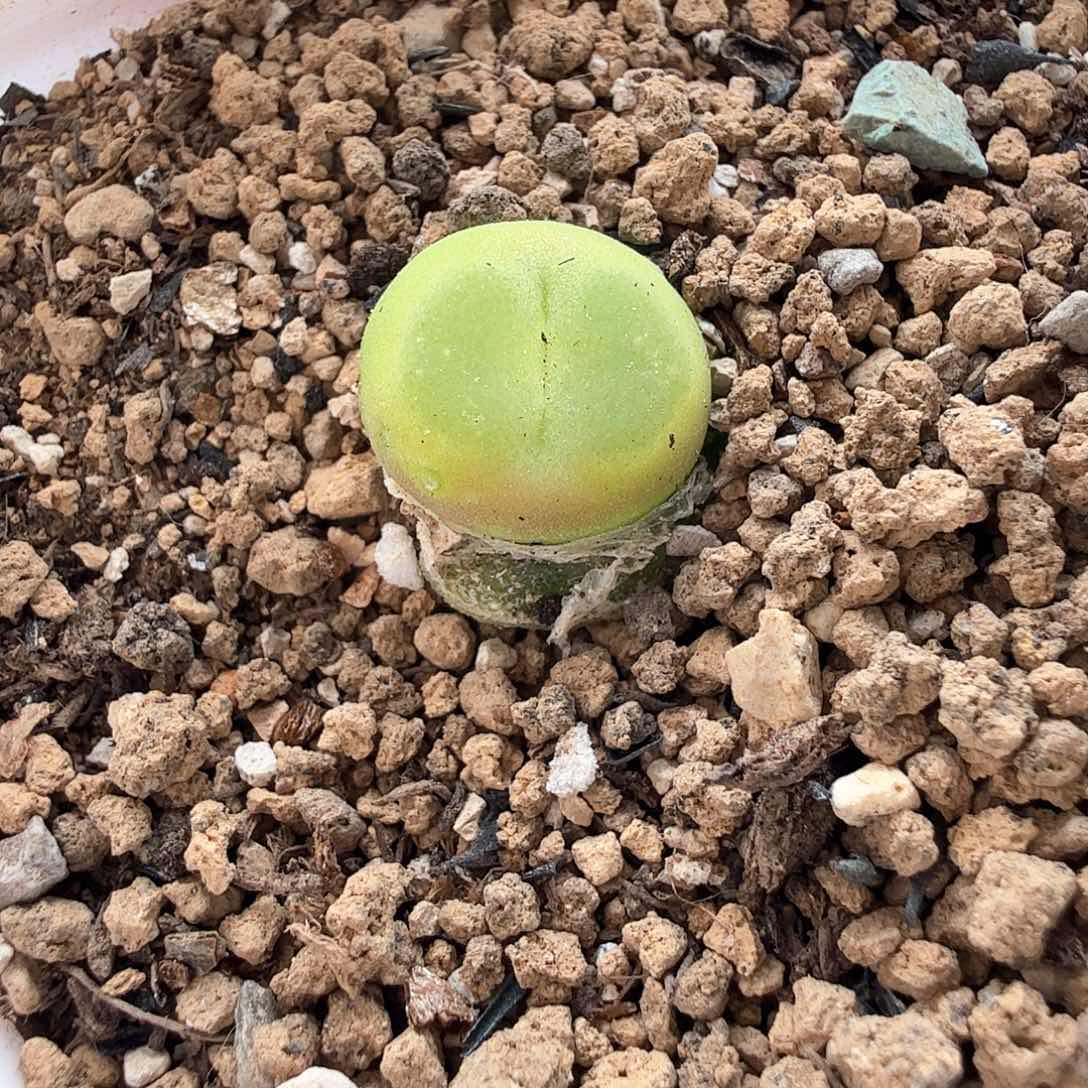 2.9.2/新头0.9厘米紫皮拉登