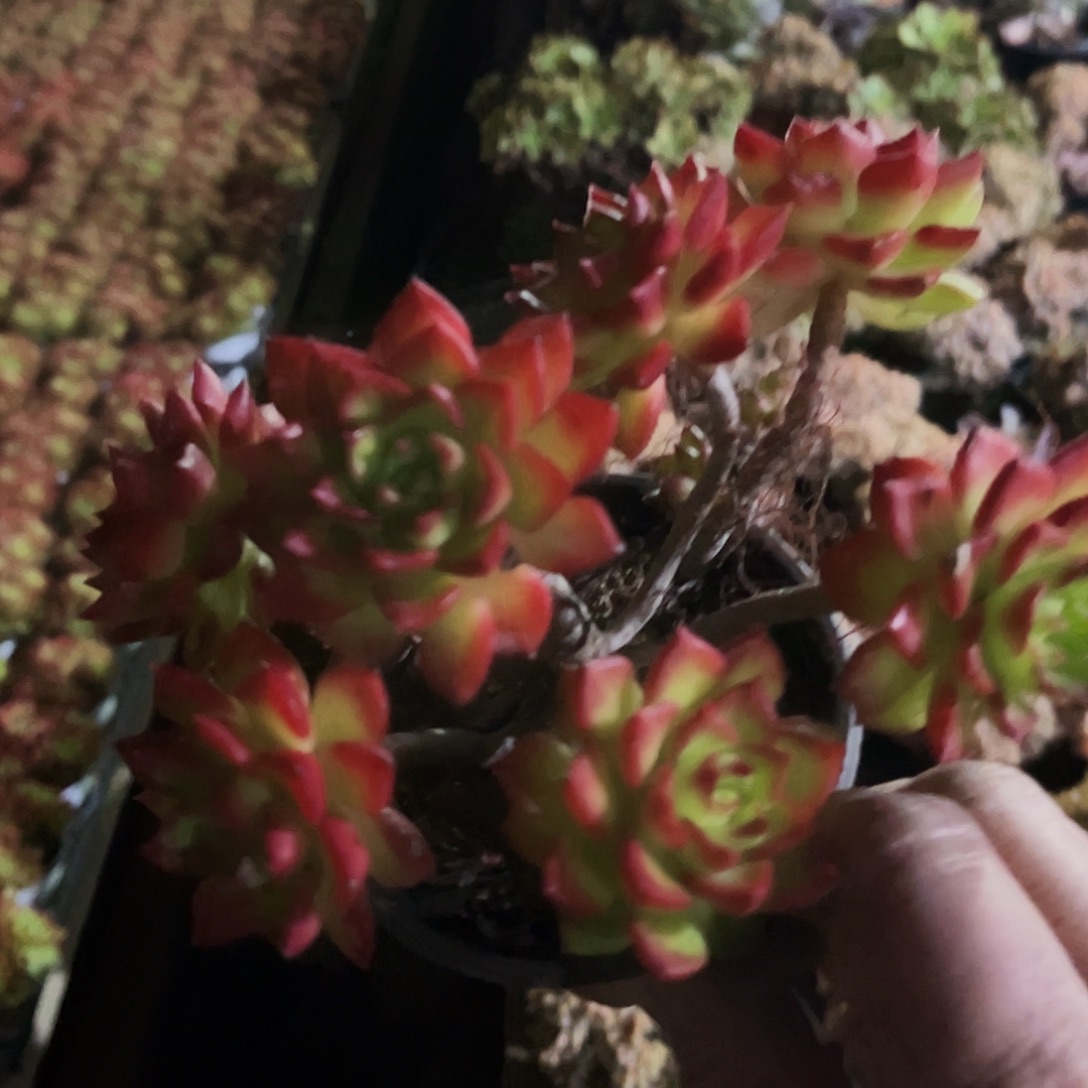 用***818多肉植物提取萃取剂中