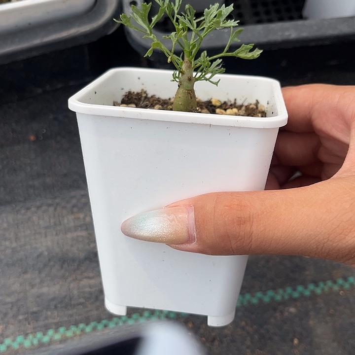 鹿角橄榄多肉植物