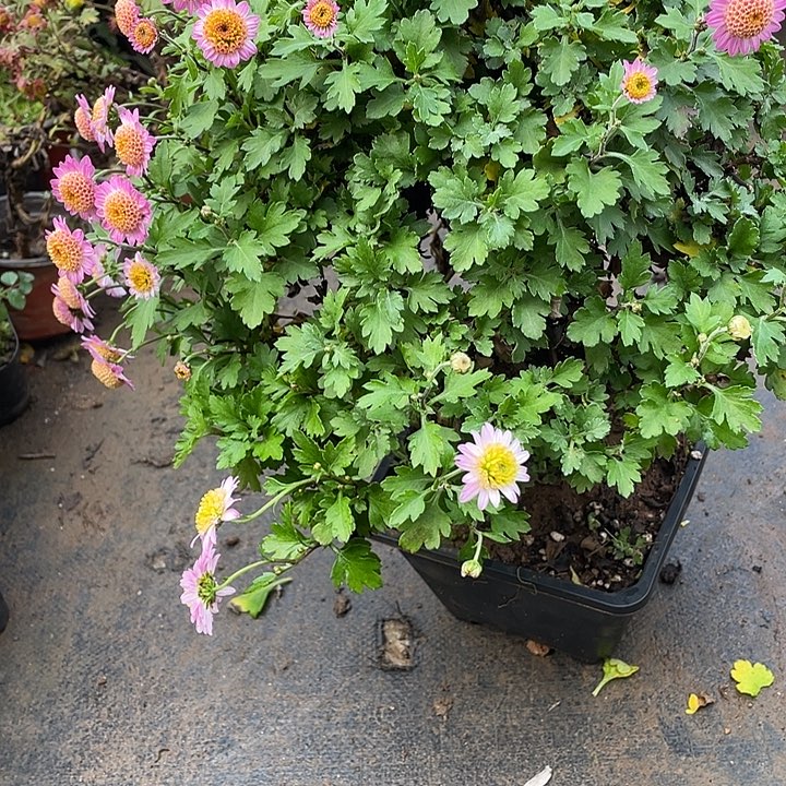 茅***》68菊花菊花菊花菊花