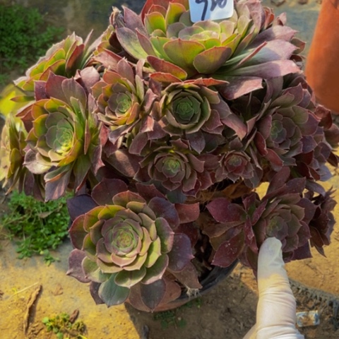 红心万圣节多肉920多肉不包断