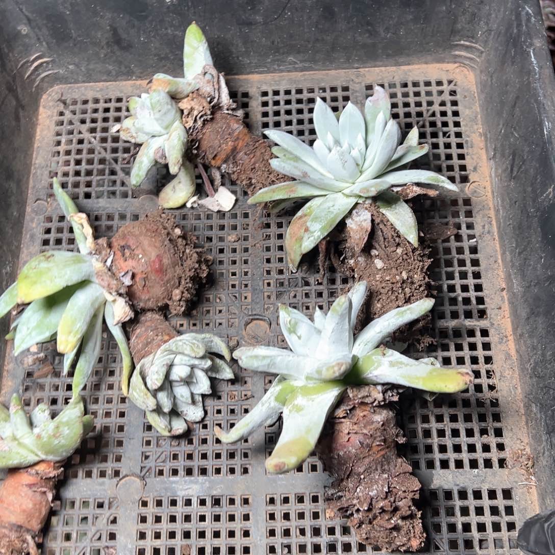 5965哈哈哈哈哈哈哈哈