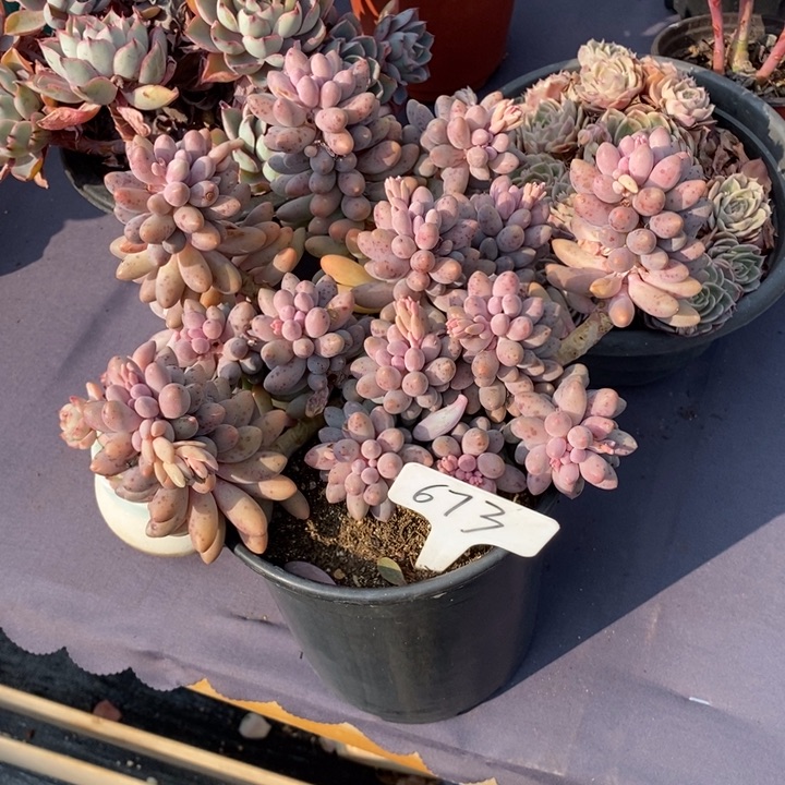 673婴儿手指肉肉肉肉肉肉