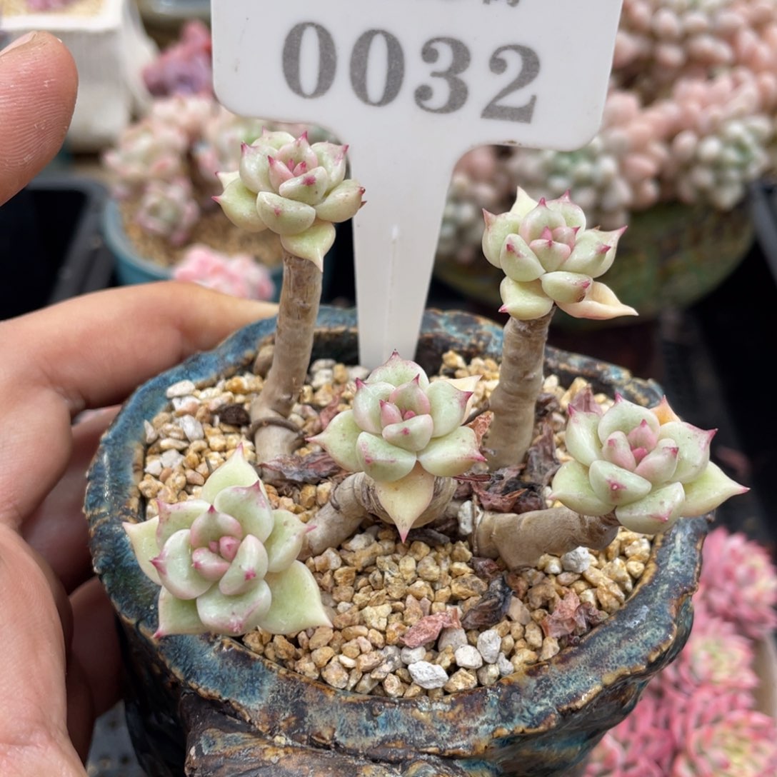 0032璀璨不带盆8厘米