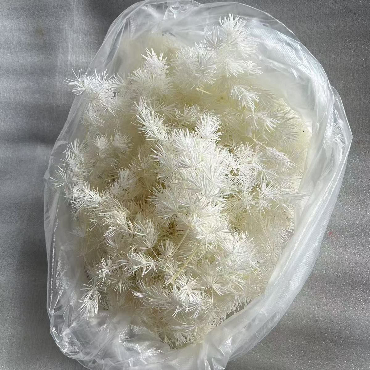 短枝条永生蓬莱松5-10cm长度适合花店花材搭配