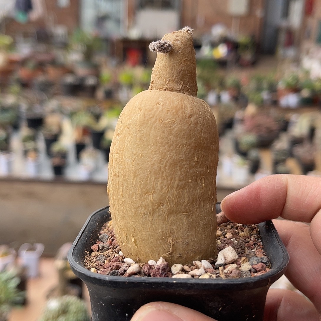 实生黑龙块根一物一拍