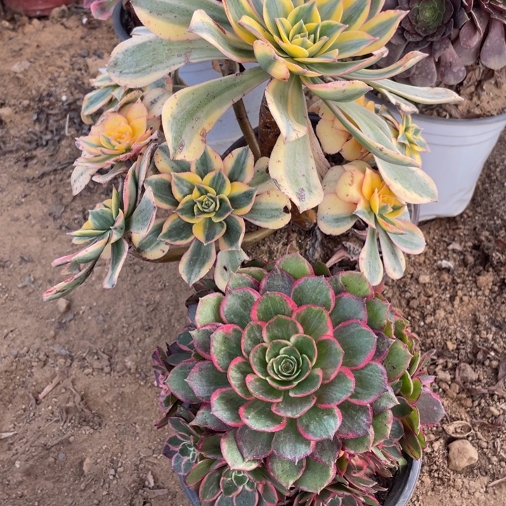 无花朵670组合无售后植物