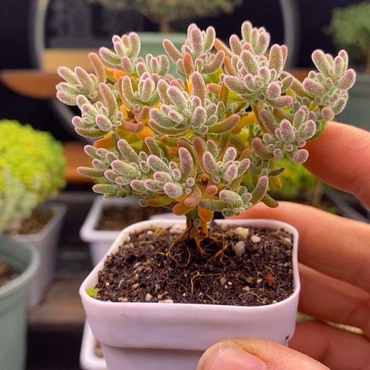 无花朵210冰晶。   