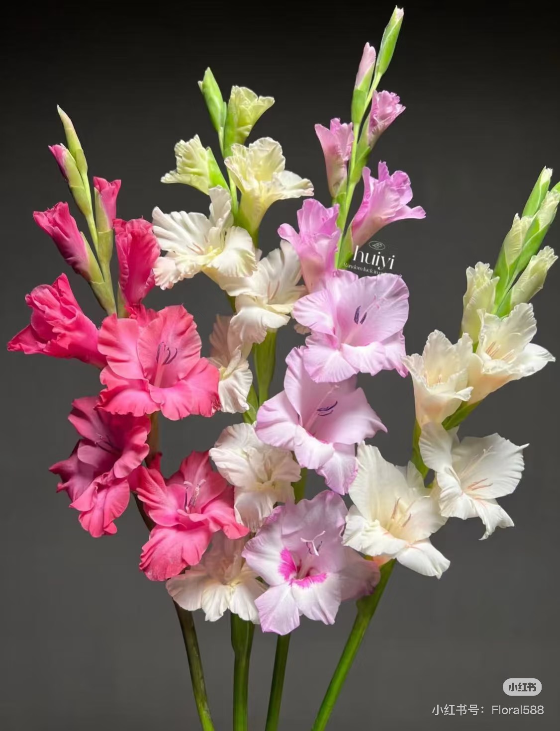 【福利】 混色剑兰A级水培鲜花云南基地直发