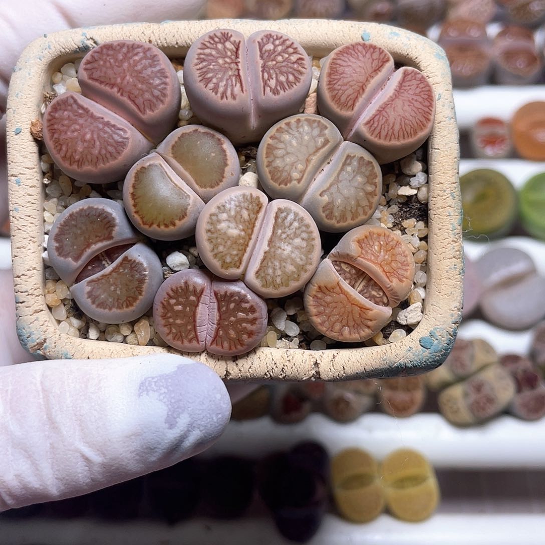 495 带盆土发货…………