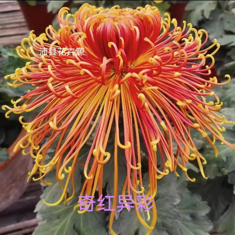 奇红异彩，菊花苗，秋季开花，可盆栽，可地栽。