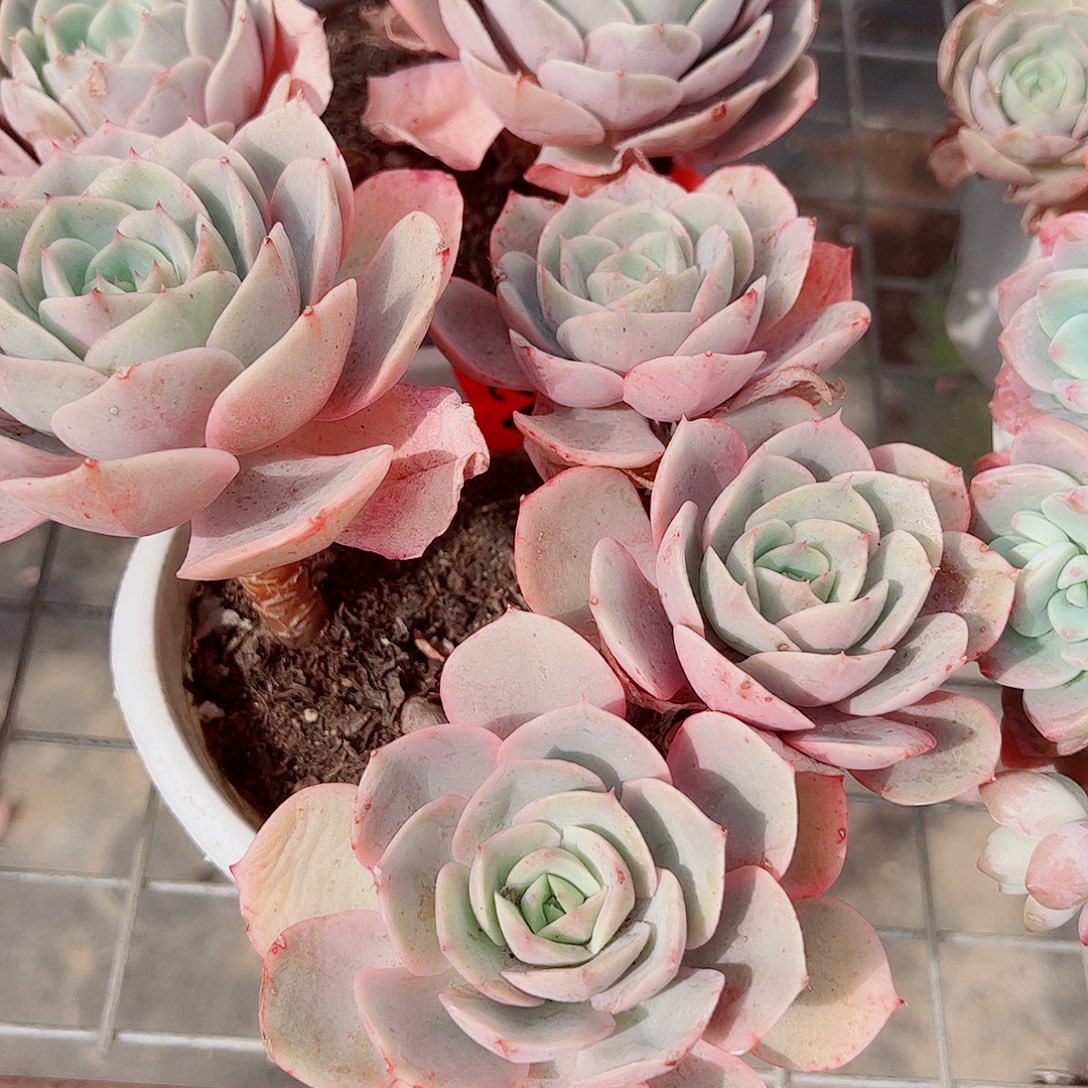 蓝色苍鹭多头群生老桩特价