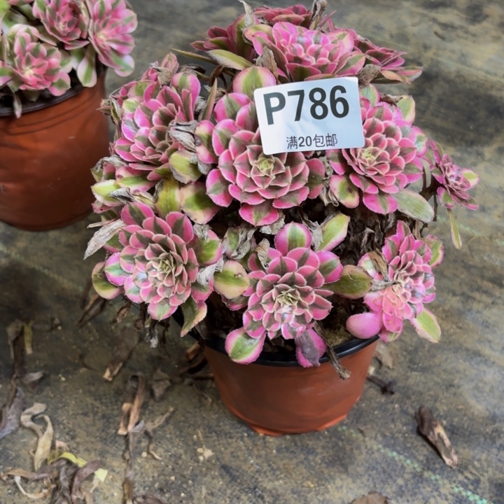 瑞妈多肉园艺786粉铜
