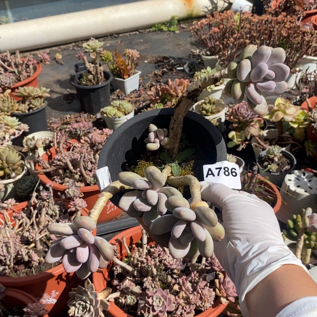 786橙雪球一物一拍