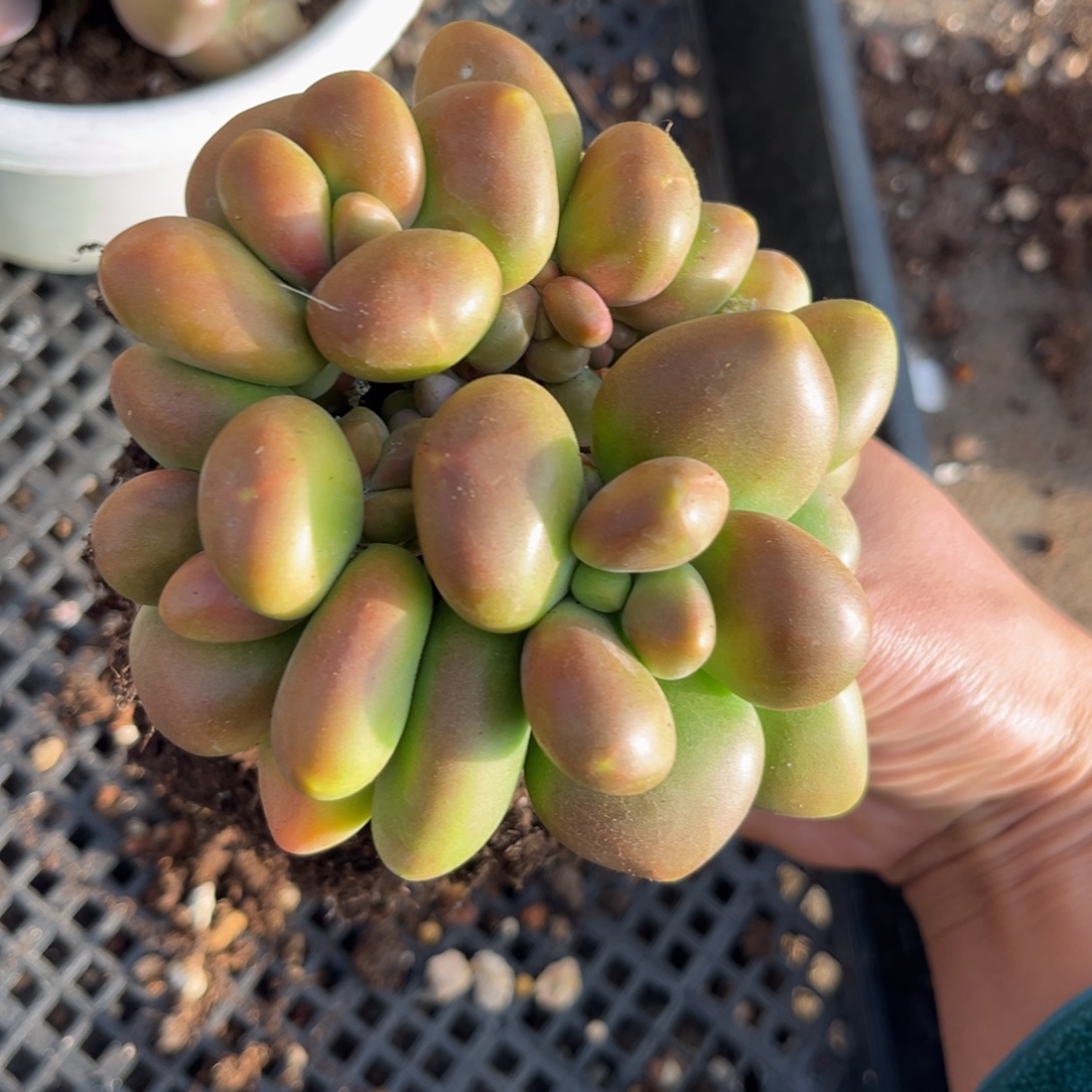 大***）1.2-1芒果奶111111111111