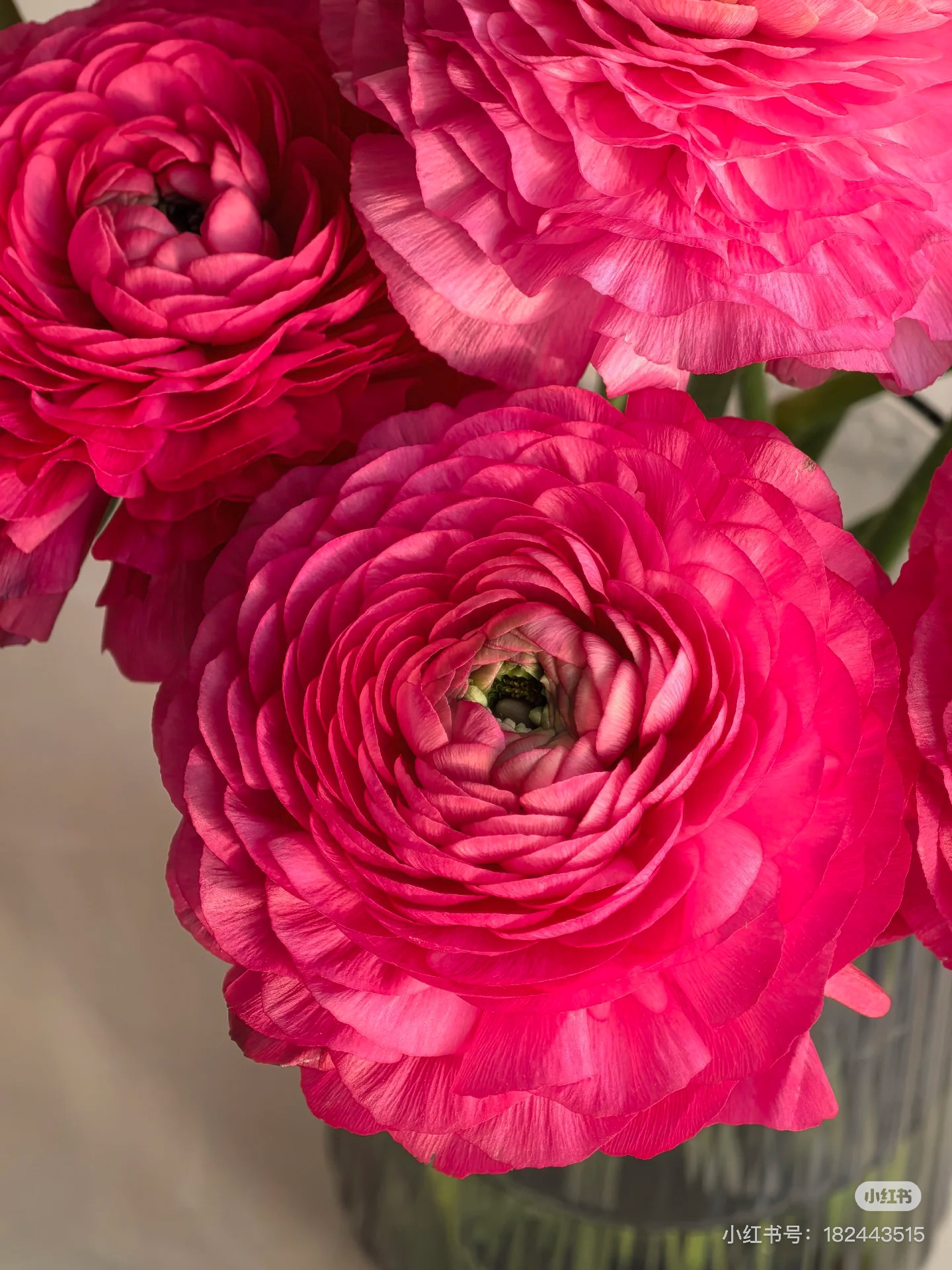 （花蔓）粉荔枝洋牡丹8-10！三件顺丰空运20%不售后